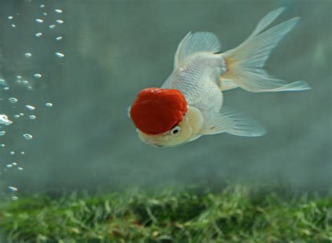 鶴頂紅金魚|鶴頂紅金魚:簡述,象徵意義,繁殖方法,